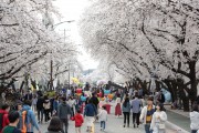 안동시, ‘2021 안동 벚꽃축제’ 취소