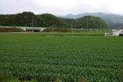 영천 한방·마늘 산업특구지역, 개인 간 농지 임대차 가능