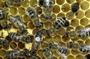 예천군곤충연구소, 꿀벌 격리육종장 운영 ‘업무협약’